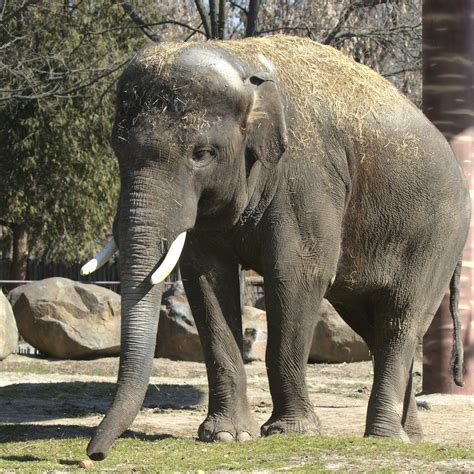 zoo pornići